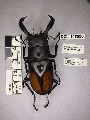 Shiny brown beetle specimen with large mandibles, pinned next to text labels.