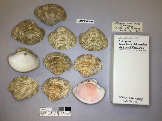 Dry Venus Clam shells beside labels.