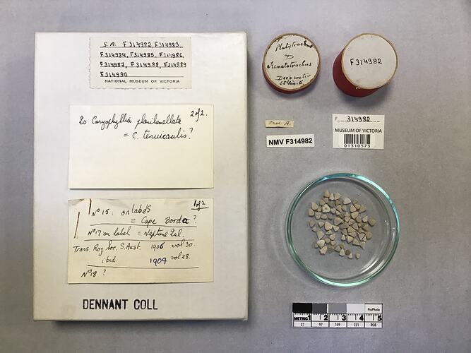 Dry stony coral specimen beside labels.