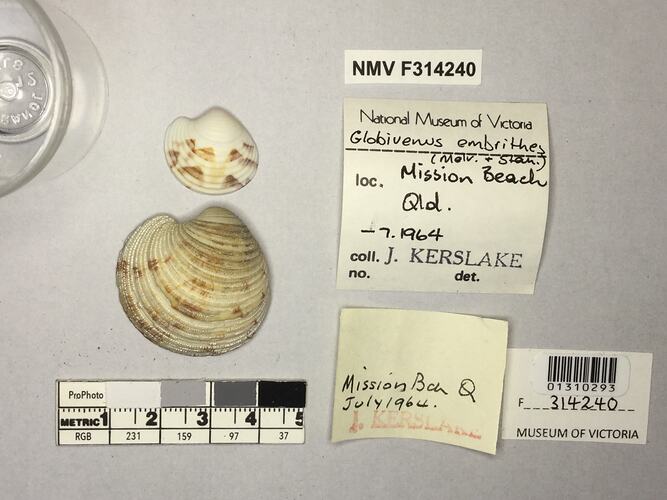 Dry Venus Clam shells beside labels.