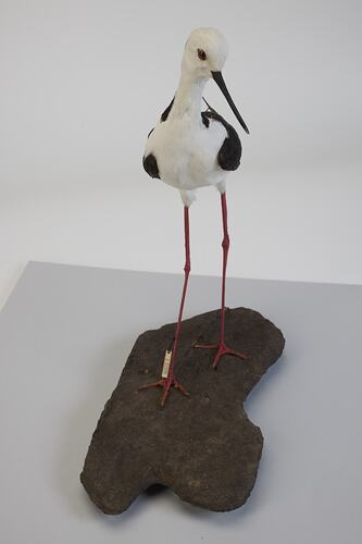 <em>Himantopus himantopus leucocephalus</em>, Black-winged Stilt. [B 32995]