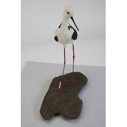 <em>Himantopus himantopus leucocephalus</em>, Black-winged Stilt. [B 32995]
