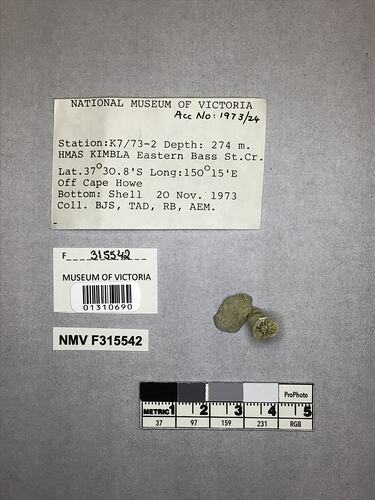 Dry stony coral specimen beside labels.