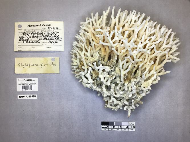 Dry stony coral specimen beside labels.