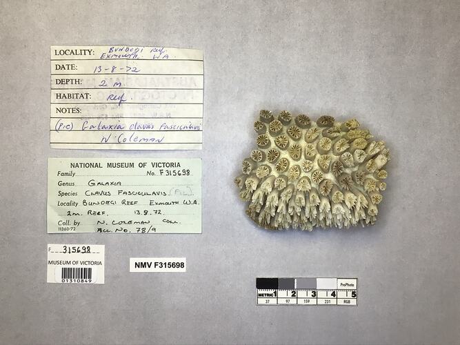 Dry coral specimen beside labels.