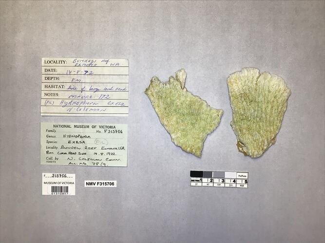 Dry coral specimens beside labels.