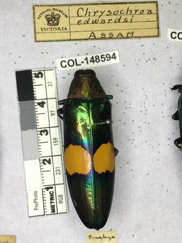 Dorsal view of pinned beetle specimen with labels.