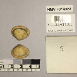 Dry Venus Clam shell beside labels.