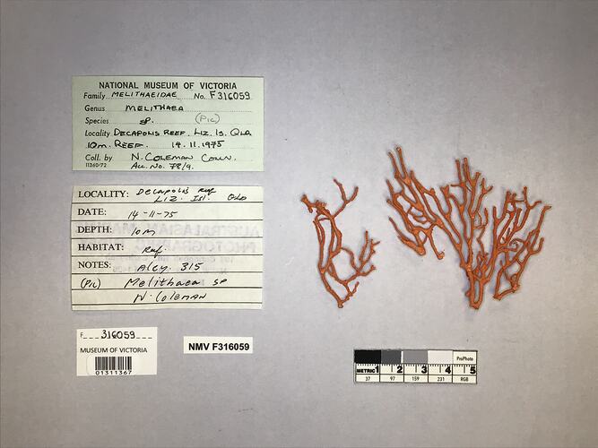 Dry soft coral specimen beside labels.
