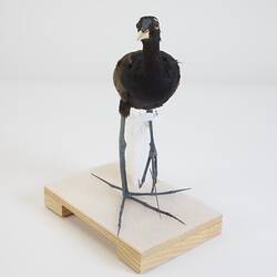<em>Metopidius indicus</em>, Bronze-winged Jacana. [B 16954]