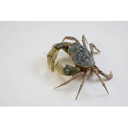 <em>Carcinus maenas</em>, European Shore Crab. [J 20921]