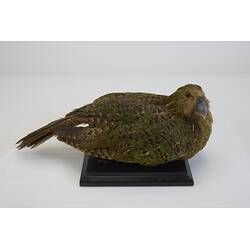 <em>Strigops habroptilus</em>, Kakapo. [19425]