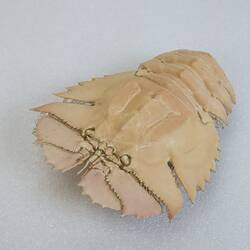 <em>Ibacus peronii</em>, Balmain Bug. [J 44696.8]