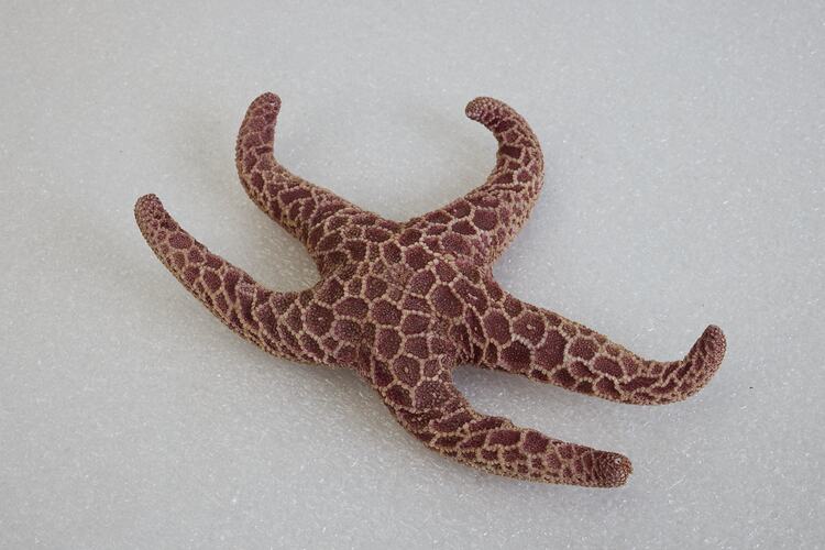<em>Plectaster decanus</em>, seastar. [F 85103]