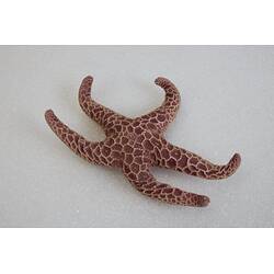 Our Wondrous Planet, Our Wild Family: Dry Specimen - Seastar, <em>Plectaster decanus</em> (Müller & Troschel, 1843)