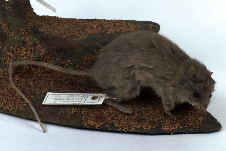 Mounted Stick-nest Rat specimen.