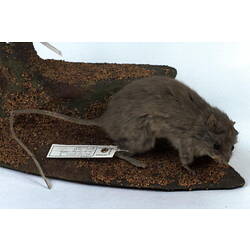 Mounted Stick-nest Rat specimen.