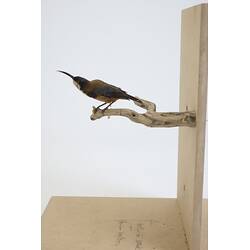 <em>Acanthorhynchus tenuirostris tenuirostris</em>, Eastern Spinebill. [B 21340]