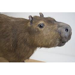 <em>Hydrochoeris hydrochaeris</em>, Greater Capybara. [C 30646]