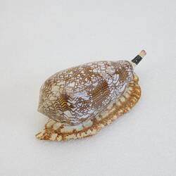 <em>Conus textile</em>, Textile Cone, model. [F 83612]