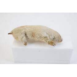 <em>Notoryctes typhlops</em>, Southern Marsupial Mole. [C 25067]