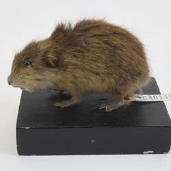 <em>Lemmus sibiricus</em>, Siberian Brown Lemming. [C 30116]