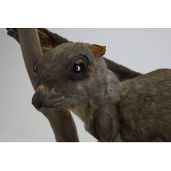 <em>Galeopterus variegatus</em>, Sunda Colugo. [C 30294]