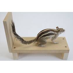 <em>Funambulus pennantii</em>, Northern Palm Squirrel. [C 31376]