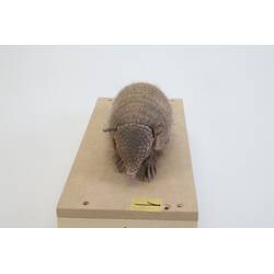 <em>Chaetophractus vellerosus</em>, Screaming Hairy Armadillo. [C 30363]