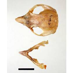 Possum lower jaw beside skull, external surfaces visible.