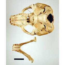 Seal lower jaw beside skull, oriented with teeth visible.