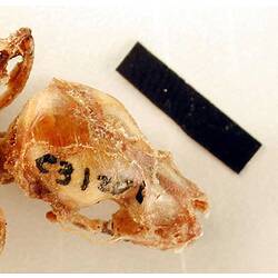 Dorsal view of bat skull attached to vertebrae.