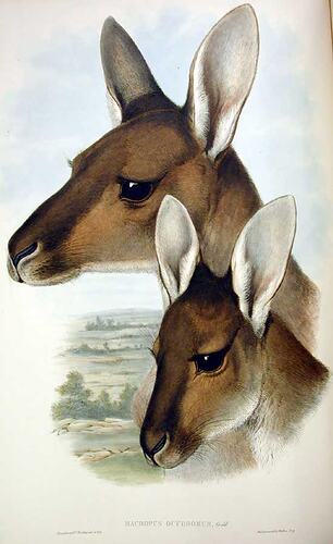 Two kangaroos.