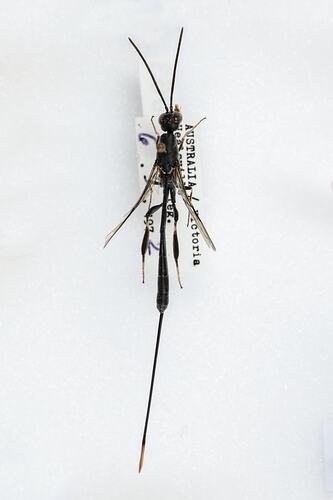 <em>Gasteruption</em> sp., gasteruptiid wasp. [HYM 99063]