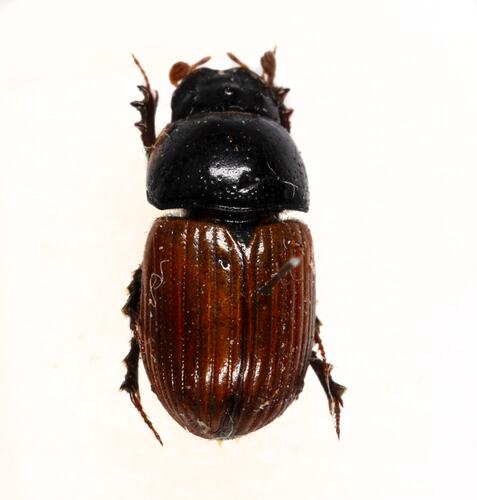 <em>Aphodius fimetarius</em>, Red Dung Beetle. [COL 143703]