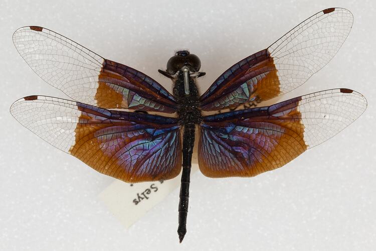 <em>Rhyothemis resplendens</em>, Jewel Flutterer. [ODO 644]