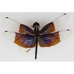 Our Wondrous Planet, Our Wild Family: Dry Specimen - Jewel Flutterer, <em>Rhyothemis resplendens</em> Selys, 1878