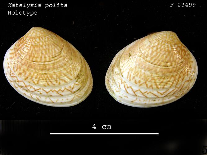 Two bivalve valves, exteriors visible, with scale bar.