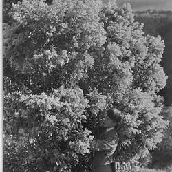 Photograph - Woman Standing Near a Wattle Tree, by A.J. Campbell, Victoria, 1895