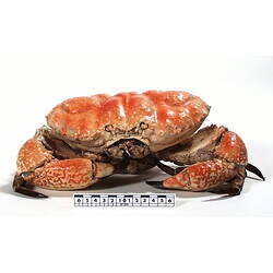 Front view of crab beside scale bar.