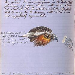 Annotations and bird illustration from Osbert Salvin [Collected articles from The Ibis on the ornithology of Central America]