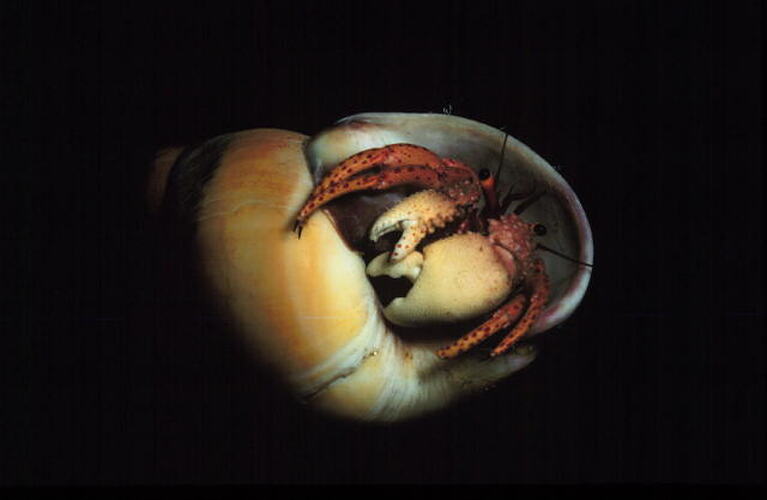 Common Hermit Crab in a shell.