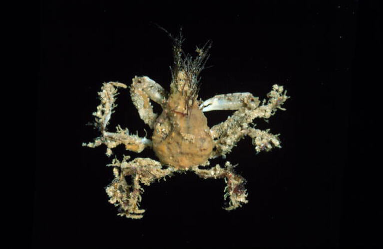 Dorsal view of Smooth Seaweed Crab against black background