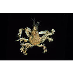 <em>Naxia aurita</em> (Latreille, 1825), Smooth Seaweed Crab