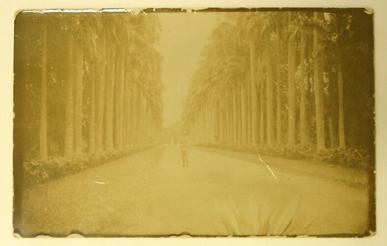 View through palm grove with person at centre.