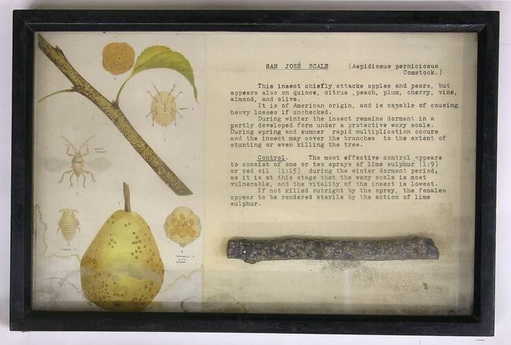 Botanical Specimen Display - San Jose Scale