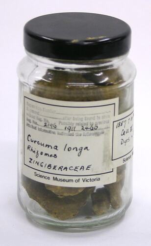 Curcuma Longa (Zingiberaceae)
