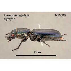 Beetle specimen, lateral view.