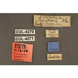 Entomology type specimen labels.