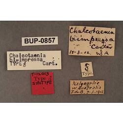 Entomology type specimen labels.